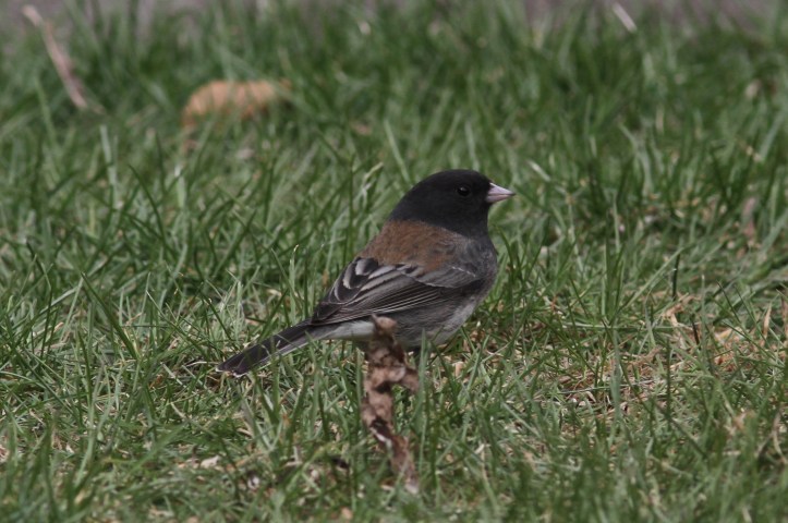 Junco 10