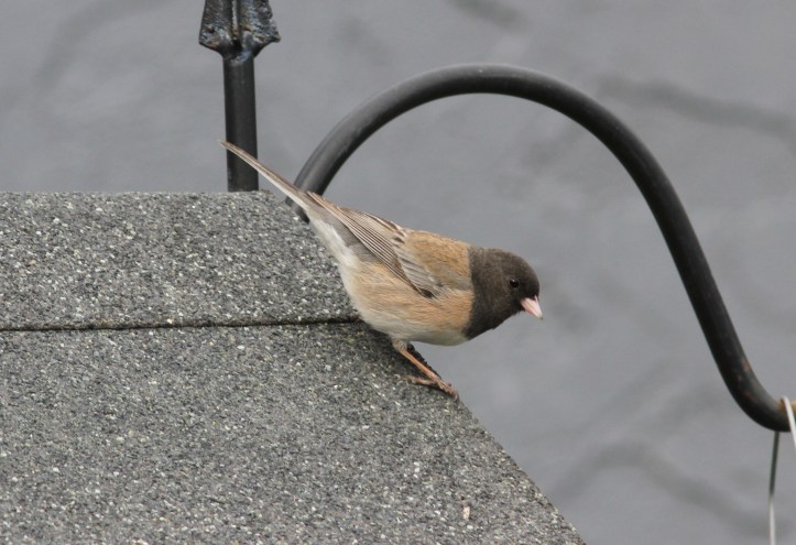 Junco 12