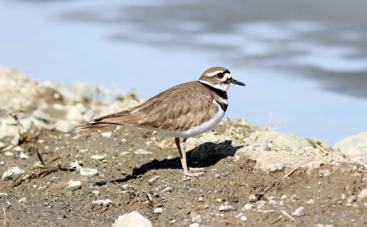 Killdeer 9b4m2
