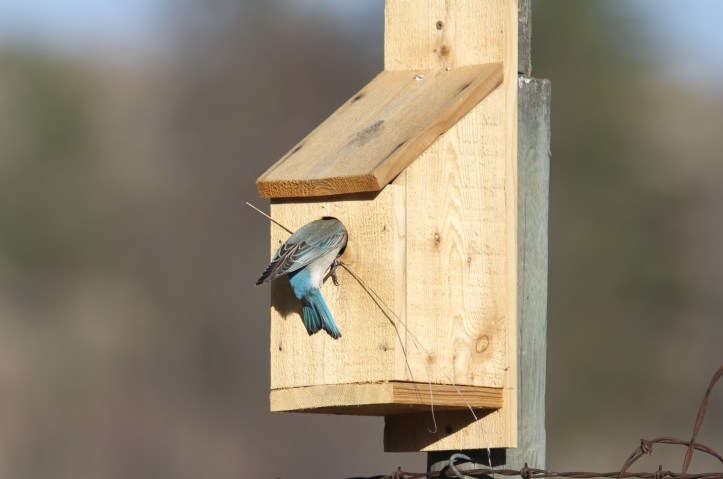 Mountain Bluebird hkgkhg2