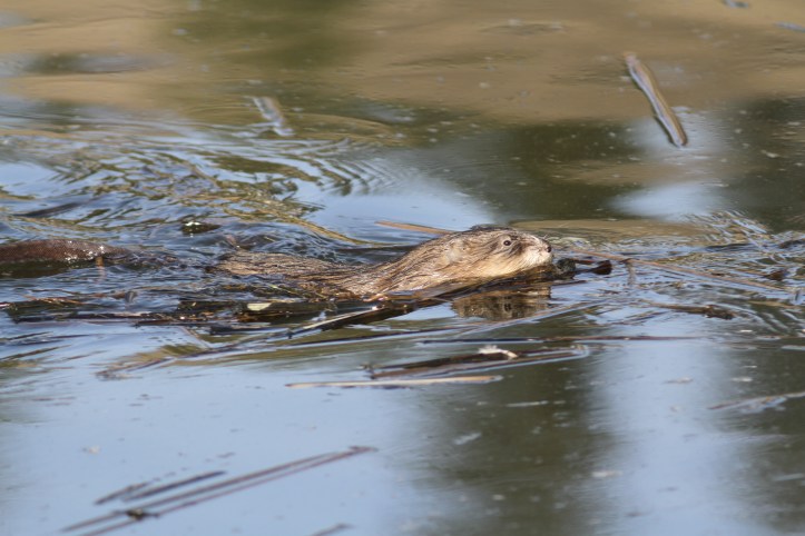 Muskrat 13