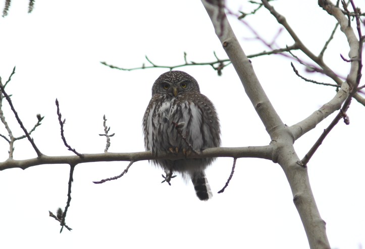 Northern Pygmy Owl g