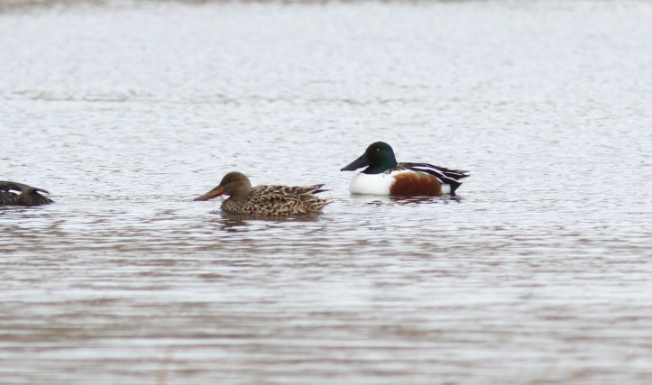 Northern Shoveler 1mj