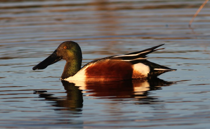 Northern Shoveler 93 (5)