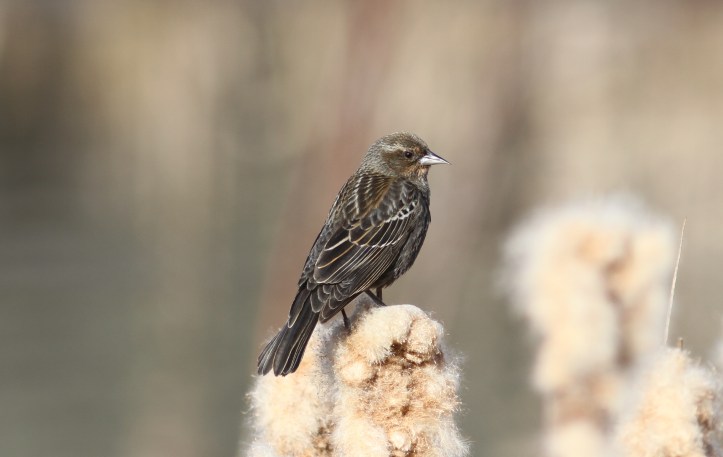 Red-winged Blackbird jkkk3s23