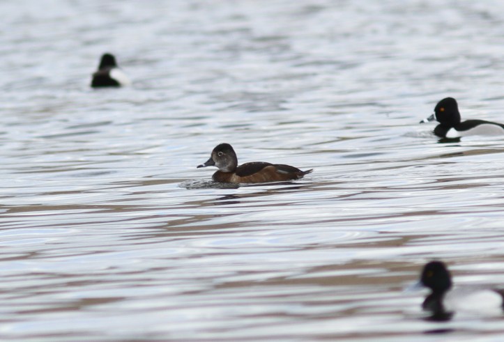 Ring-necked Duck 879hkjg2