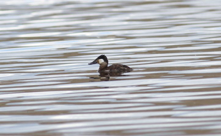 Ruddy Duck 7b2