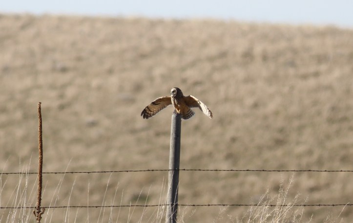 Short-eared Owl khk2f