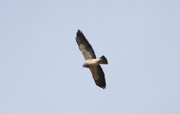 Swainson's Hawk ljhl2
