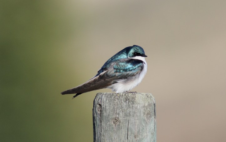 Tree Swallow khkghe