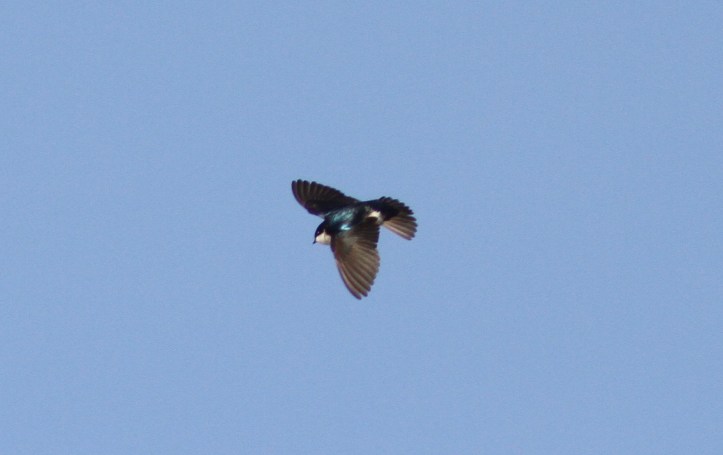 Tree Swallow md