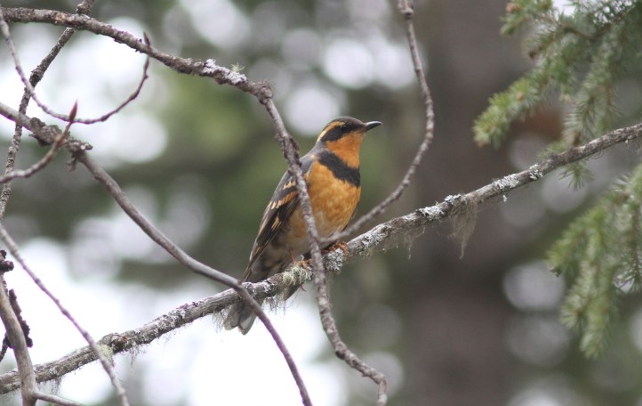 Varied Thrush jhkl3