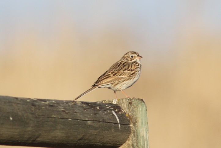 Vesper Sparrow jkhgkhg3