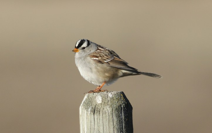 White-crowned Sparrow khgjk2