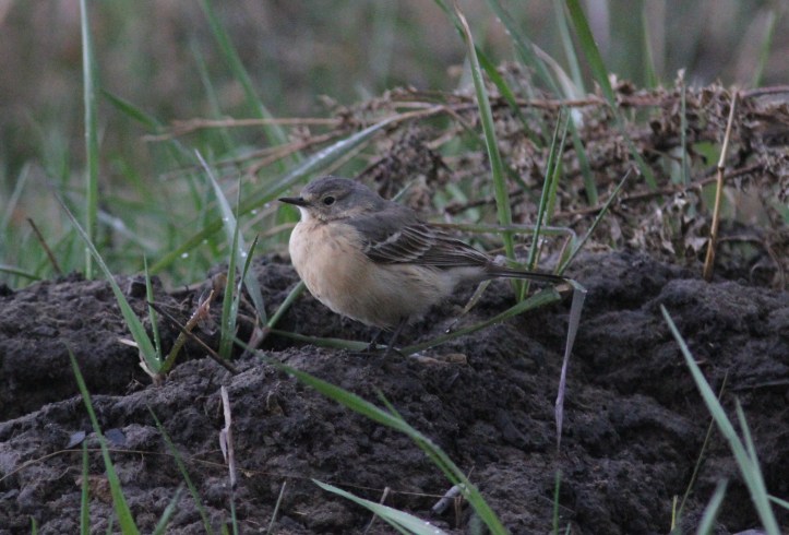 American Pipit hjw