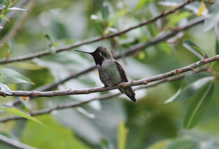 Anna's Hummingbird 78jj2 (1)