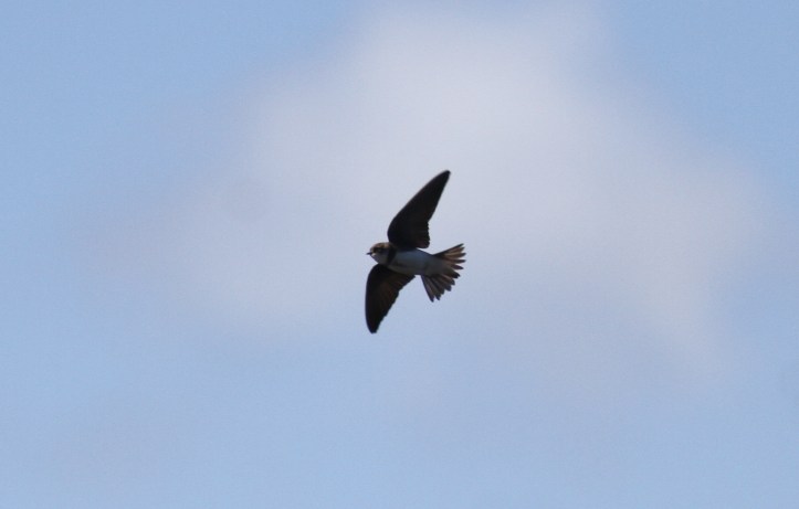 Bank Swallow jkhg