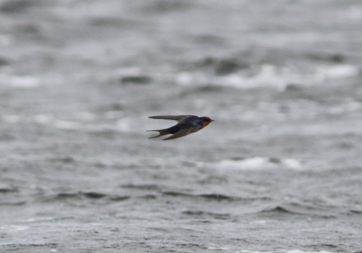 Barn Swallow 870gh3 (1)