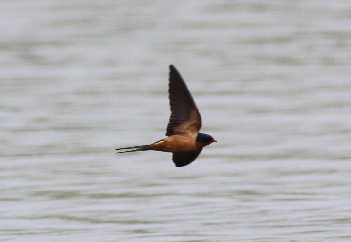 Barn Swallow jkk2