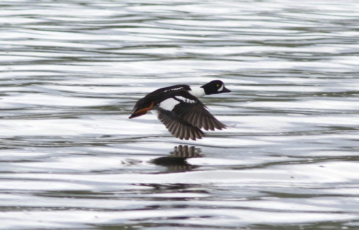 Barrow's Goldeney 89hj3sg