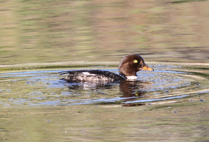 Barrow's Goldeneye 78ghs