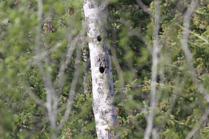 Barrow's Goldeneye Nesthole 1