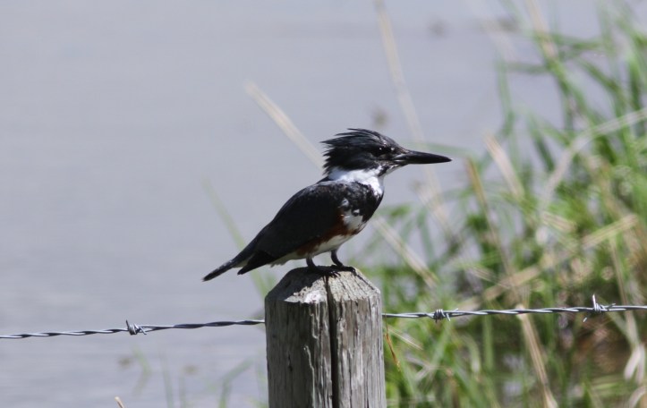 Belted Kingfisher 78ghh3