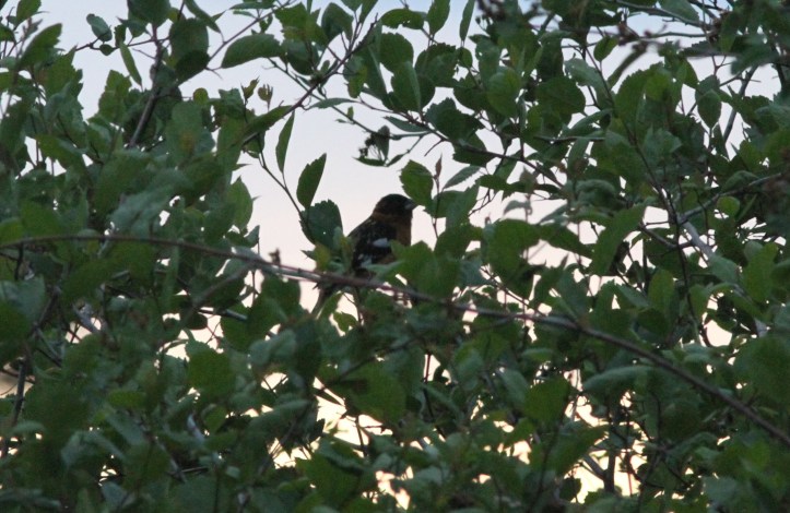 Black-headed Grosbeak 2