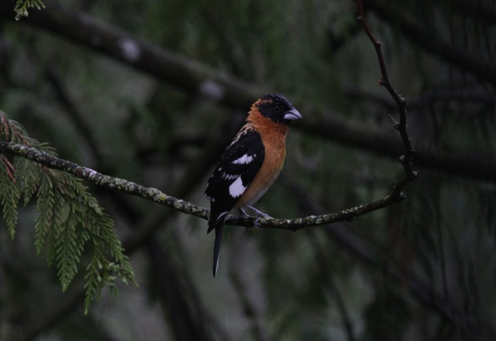Black-headed Grosbeak ggg