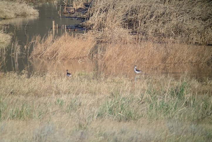 Black-necked Stilt 5