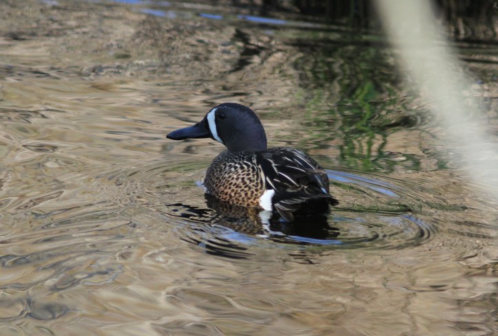 Blue-winged Teal 89hjs