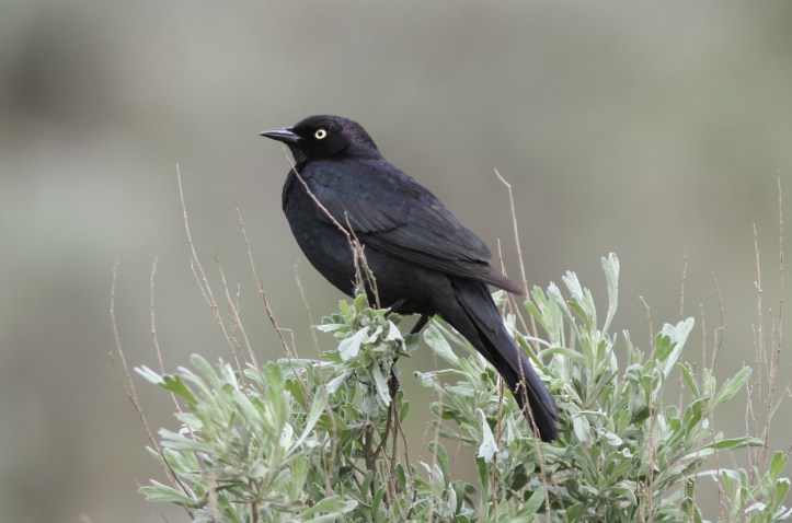 Brewer's Blackbird 78kjkja