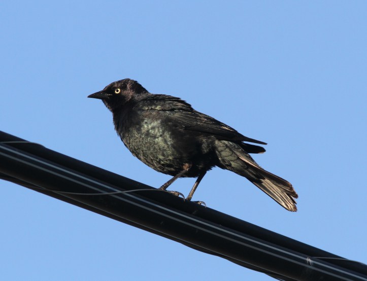 Brewer's Blackbird 89ol3