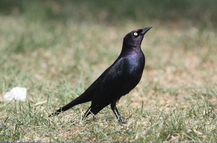 Brewer's Blackbird kghka