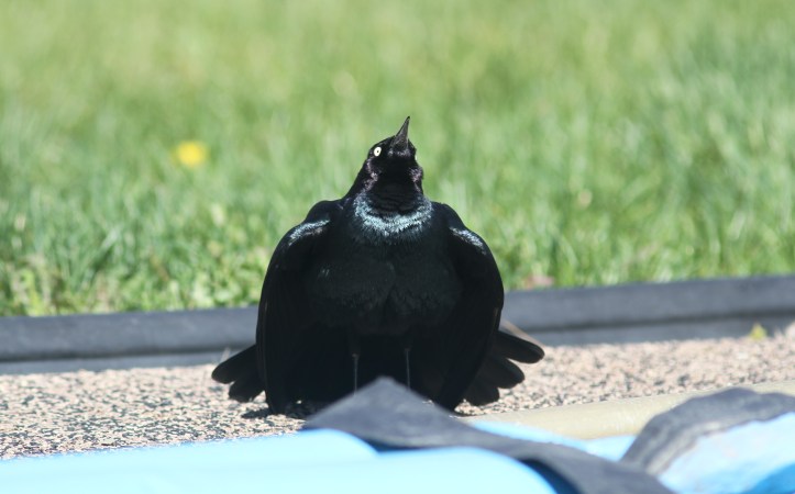 Brewer's Blackbird khggha
