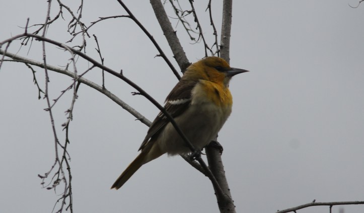 Bullock's Oriole 89jh2g