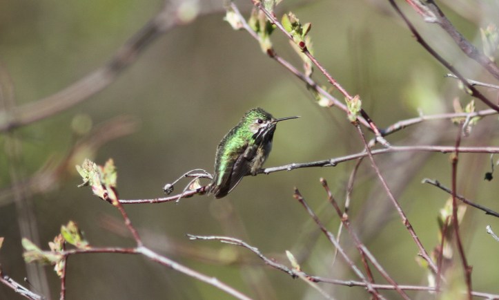 Calliope Hummingbird 87jh3g