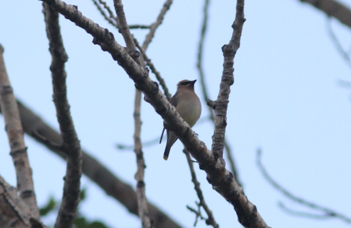 Cedar Waxwing 78ghk3