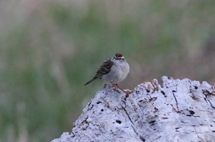 Chipping Sparrow 879hj4