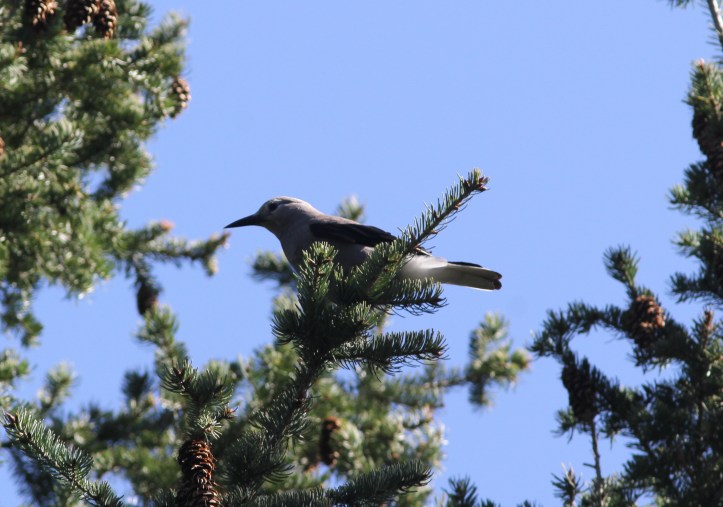 Clark's Nutcracker gghh3