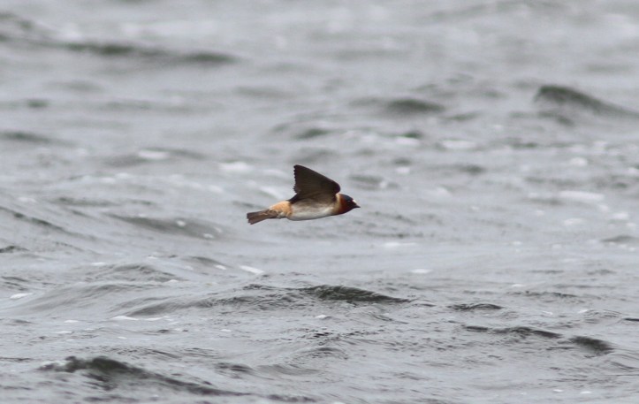 Cliff Swallow 987hj3 (3)g