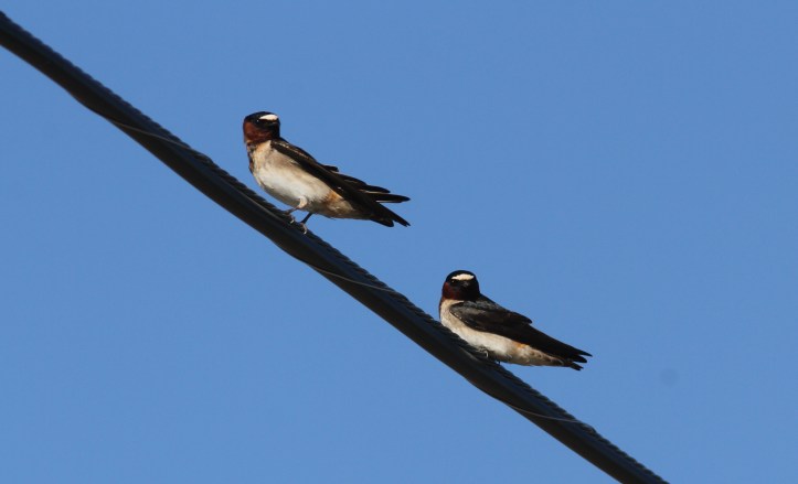 Cliff Swallow 98hj2