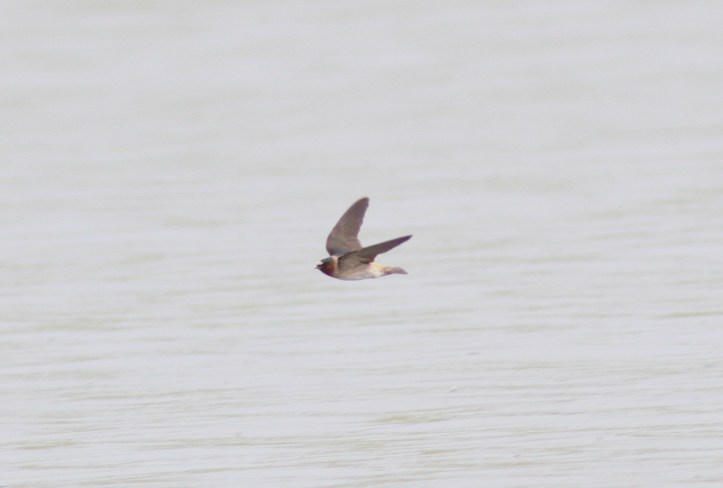 Cliff Swallow yjhjuh3