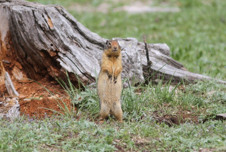 Columbian Ground Squirrel ghjgh2 (4)g