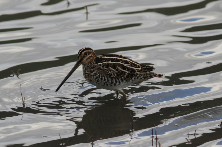 Common Snipe 32 (3)