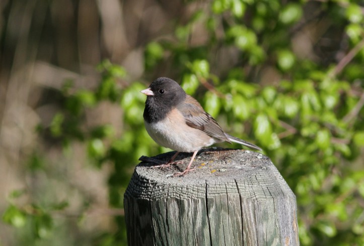 Dark-eyed Junco 89gas