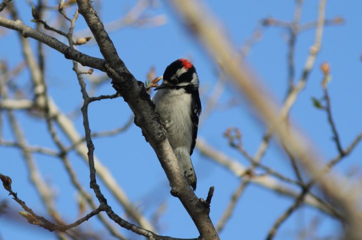 Downy Woodpecker 90cns