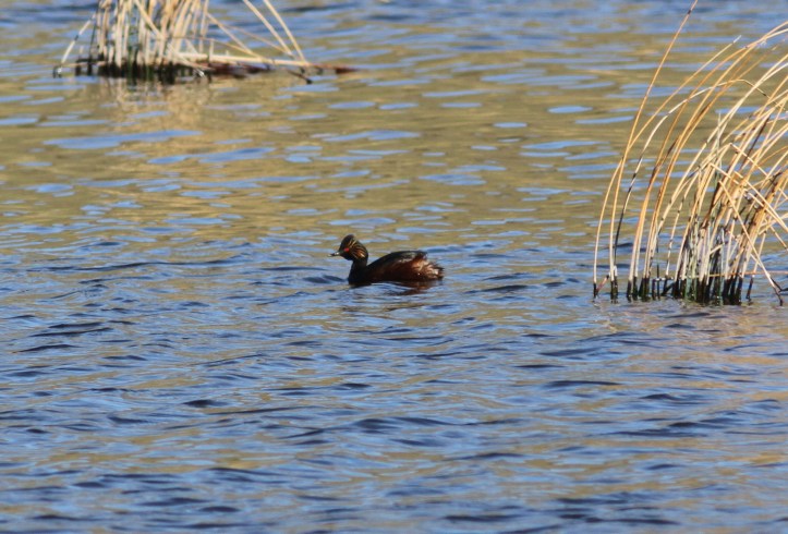 Eared grebe g