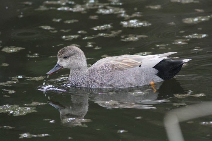 Gadwall 09dg