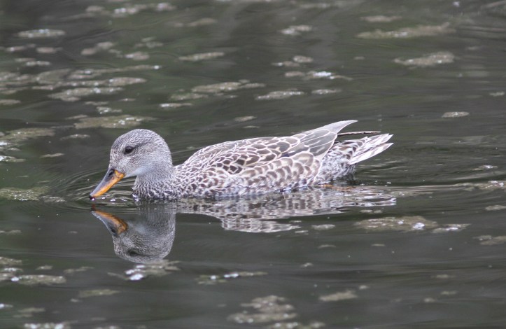 Gadwall 89h2g